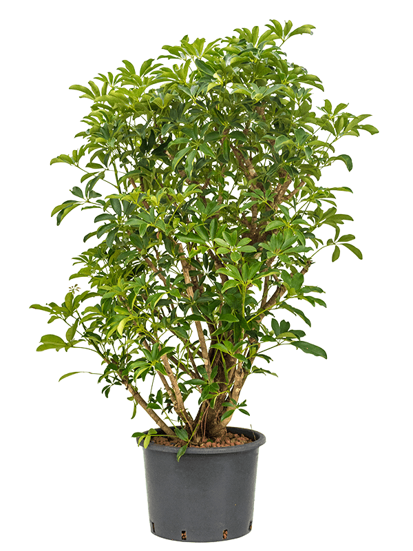 Schefflera Arboricola Compacta D 35 H 160 cm - PlantenShop24 - 27-06-2025