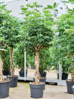 Schefflera Arboricola Compacta D 45 H 220 cm - PlantenShop24 - 28-05-2025