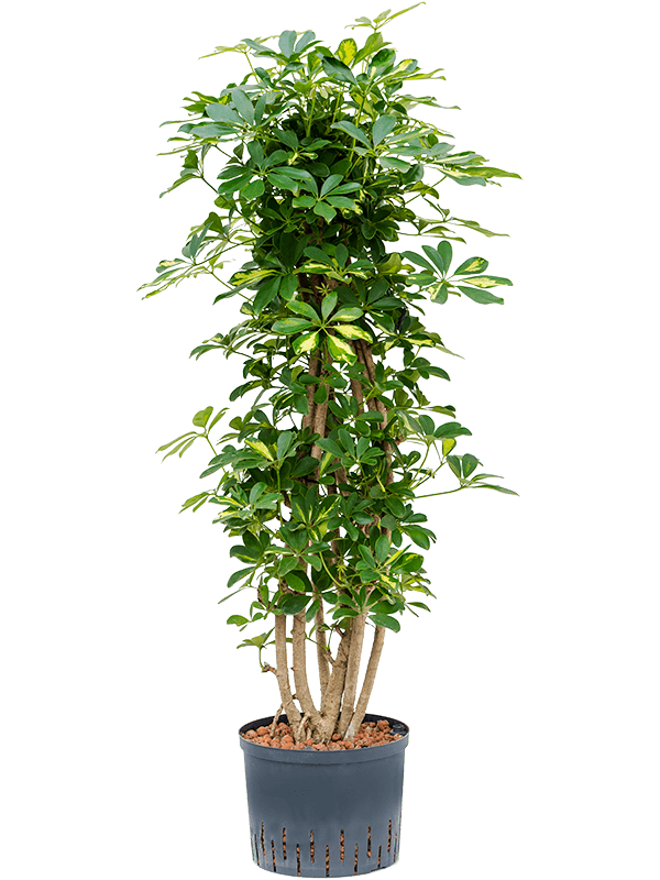 Schefflera Arboricola Gold Capella D 25 H 130 cm - PlantenShop24 - 22-05-2025