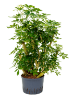 Schefflera Arboricola Gold Capella D 28 H 120 cm - PlantenShop24 - 13-05-2025