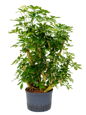 Schefflera Arboricola Gold Capella D 28 H 120 cm - PlantenShop24 - 13-05-2025
