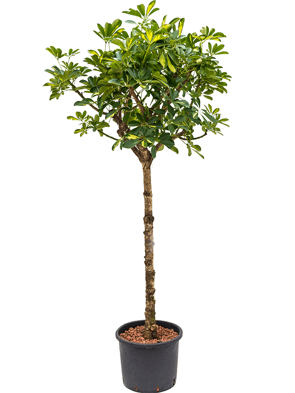 Schefflera Arboricola Gold Capella D 28 H 160 cm - PlantenShop24 - 25-06-2025