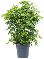Schefflera Arboricola Gold Capella D 30 H 115 cm - PlantenShop24 - 04-06-2025