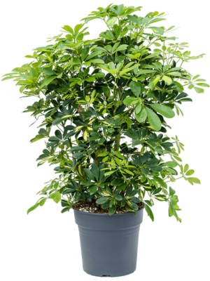 Schefflera Arboricola Gold Capella D 30 H 115 cm - PlantenShop24 - 04-06-2025
