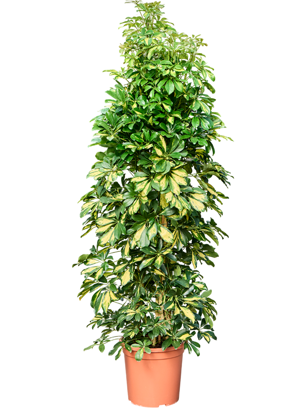 Schefflera Arboricola Gold Capella D 30 H 180 cm - PlantenShop24 - 14-05-2025