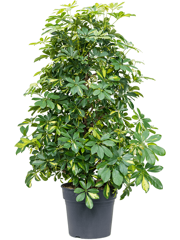 Schefflera Arboricola Gold Capella D 34 H 130 cm - PlantenShop24 - 07-05-2025