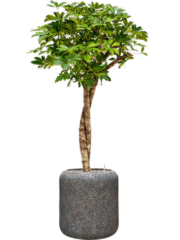 Schefflera Arboricola Gold Capella In Baq Naturescast D 22 H 133 cm - PlantenShop24 - 15-04-2025