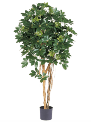 Schefflera D 17 H 140 cm - PlantenShop24 - 13-08-2024