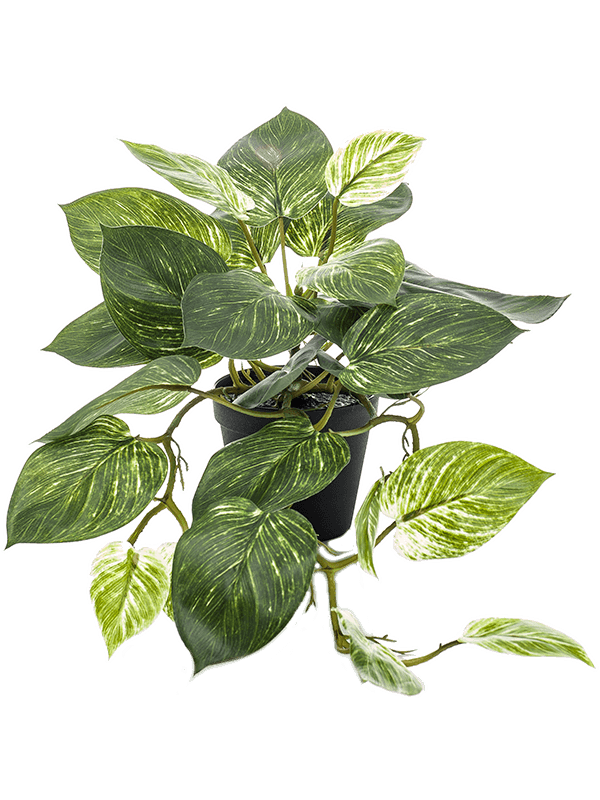 Scindapsus D 55 H 55 cm - PlantenShop24 - 22-05-2025