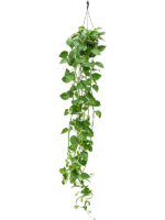 Scindapsus Epipremnum Aureum D 25 H 60 cm - PlantenShop24 - 15-04-2025