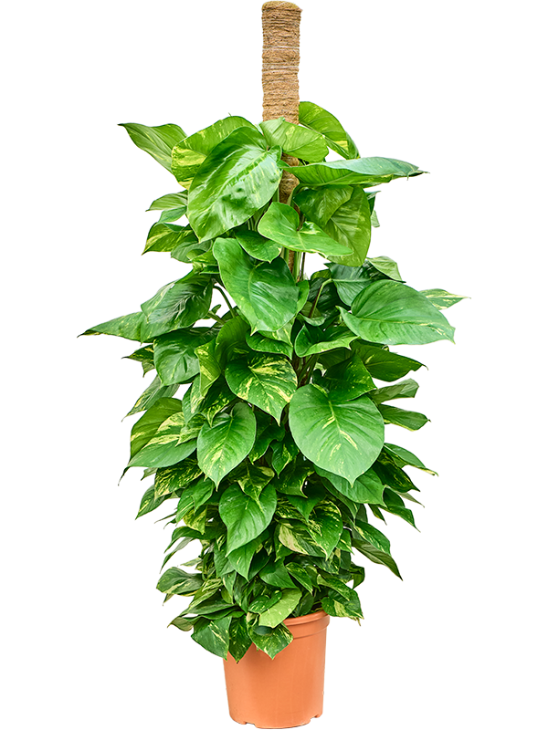 Scindapsus Epipremnum Aureum D 35 H 165 cm - PlantenShop24 - 29-04-2025