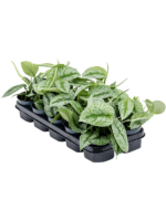 Scindapsus Pictus Trebie D 12 H 15 cm - PlantenShop24 - 13-12-2024