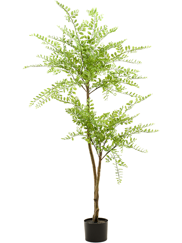 Sophora D 55 H 140 cm - PlantenShop24 - 31-01-2025