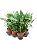 Spathiphyllum Diamond D 14 H 50 cm - PlantenShop24 - 24-06-2025