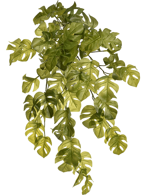 Split Philodendron H 50 cm - PlantenShop24 - 04-03-2025