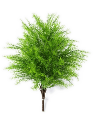 Springeri D 35 H 60 cm - PlantenShop24 - 04-01-2025