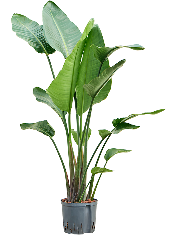Strelitzia Nicolai D 22 H 130 cm - PlantenShop24 - 29-04-2025