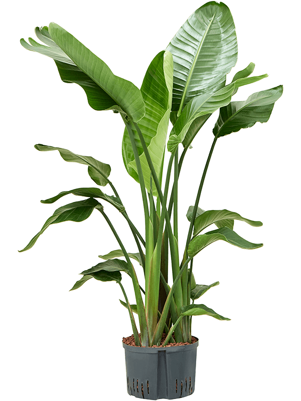 Strelitzia Nicolai D 28 H 130 cm - PlantenShop24 - 29-04-2025