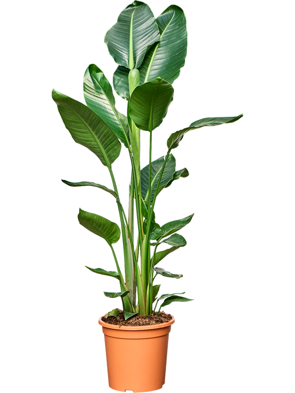 Strelitzia Nicolai D 32 H 190 cm - PlantenShop24 - 15-09-2025