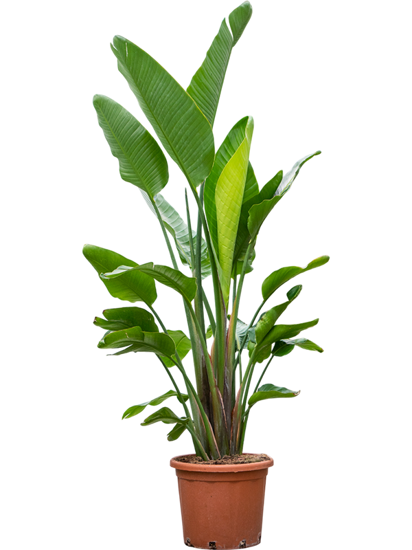 Strelitzia Nicolai D 40 H 225 cm - PlantenShop24 - 05-03-2025