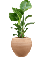 Strelitzia Nicolai In Terra Moderna D 24 H 115 cm - PlantenShop24 - 14-06-2025