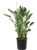 Strelitzia Reginae D 34 H 150 cm - PlantenShop24 - 23-04-2025