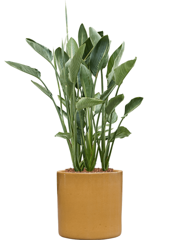 Strelitzia Reginae In Cylinder D 34 H 134 cm - PlantenShop24 - 27-05-2025