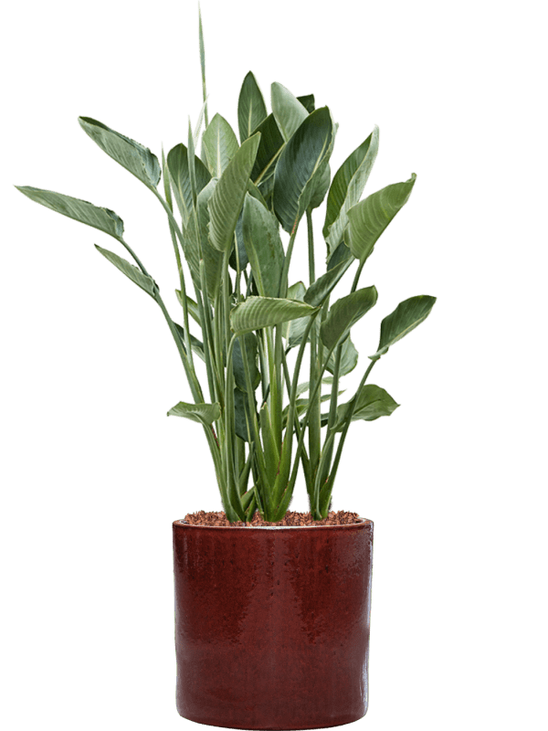 Strelitzia Reginae In Cylinder D 34 H 135 cm - PlantenShop24 - 27-05-2025