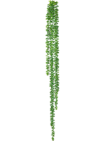 String Of Pearls H 90 cm - PlantenShop24 - 15-05-2025