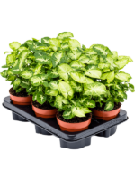Syngonium Pixie D 12 H 25 cm - PlantenShop24 - 16-04-2025