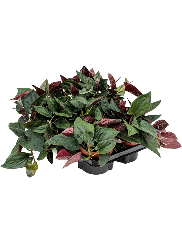 Syngonium Red Arrow D 12 H 25 cm - PlantenShop24 - 02-05-2025