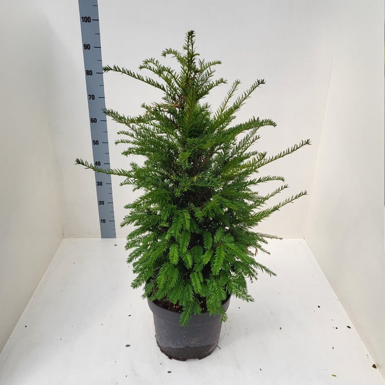 Taxus Baccata D 28 H 60 cm - PlantenShop24 - 25-03-2025
