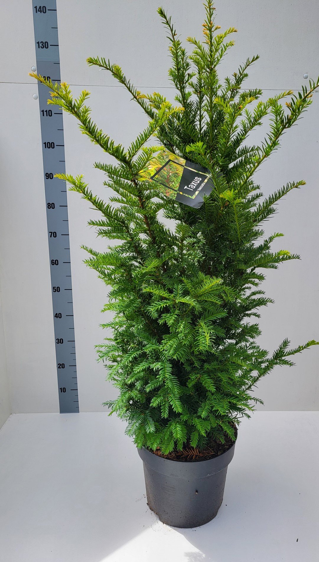 Taxus Baccata D 28 H 80 cm - PlantenShop24 - 25-03-2025