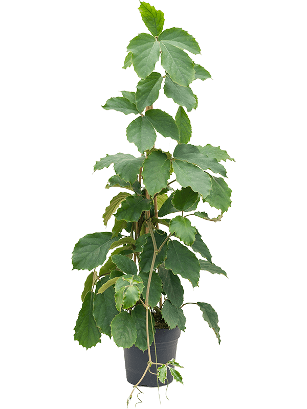 Tetrastigma Voinierianum D 24 H 125 cm - PlantenShop24 - 03-06-2025