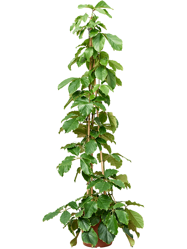 Tetrastigma Voinierianum D 40 H 210 cm - PlantenShop24 - 25-06-2025