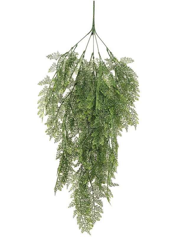 Thuja D 40 H 80 cm - PlantenShop24 - 26-02-2025