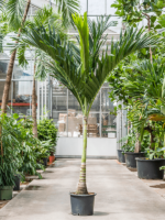 Veitchia Adonidia Merrillii D 35 H 250 cm - PlantenShop24 - 30-04-2025