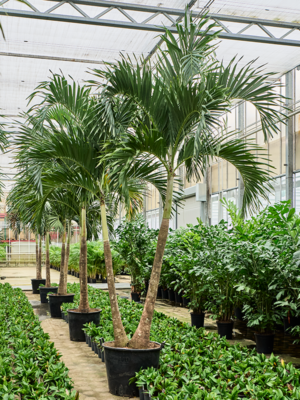 Veitchia Adonidia Merrillii D 65 H 425 cm - PlantenShop24 - 02-05-2025