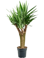 Yucca Elephantipes D 30 H 140 cm - PlantenShop24 - 14-01-2025