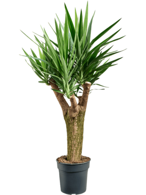 Yucca Elephantipes D 30 H 140 cm - PlantenShop24 - 08-05-2025