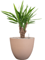 Yucca Elephantipes In Artstone D 21 H 62 cm - PlantenShop24 - 16-04-2025