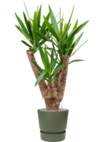 Yucca Elephantipes In Greenville D 24 H 114 cm - PlantenShop24 - 10-12-2024