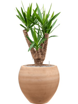 Yucca Elephantipes In Terra Moderna D 24 H 104 cm - PlantenShop24 - 14-06-2025