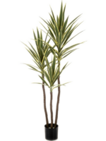 Yucca Variegated D 17 H 160 cm - PlantenShop24 - 17-10-2023