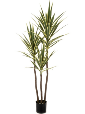 Yucca Variegated D 17 H 160 cm - PlantenShop24 - 17-10-2023