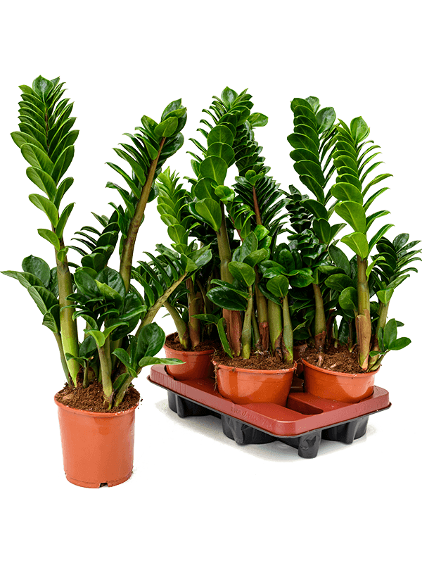Zamioculcas Zamiifolia Zenzi D 14 H 35 cm - PlantenShop24 - 08-05-2025