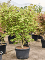 Acer Jap. Aconitifolium D 70 H 240 cm - PlantenShop24 - 24-04-2025