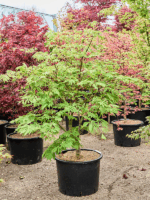Acer Jap. Aconitifolium D 43 H 140 cm - PlantenShop24 - 24-04-2025