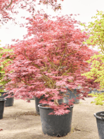 Acer Pal. Atropurpureum D 68 H 260 cm - PlantenShop24 - 24-04-2025