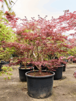 Acer Pal. Atropurpureum D 80 H 240 cm - PlantenShop24 - 21-05-2025